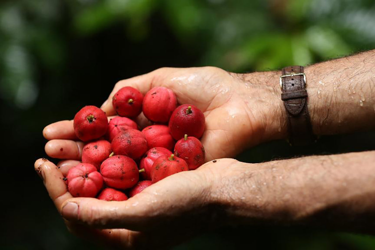 Blushwood Berries