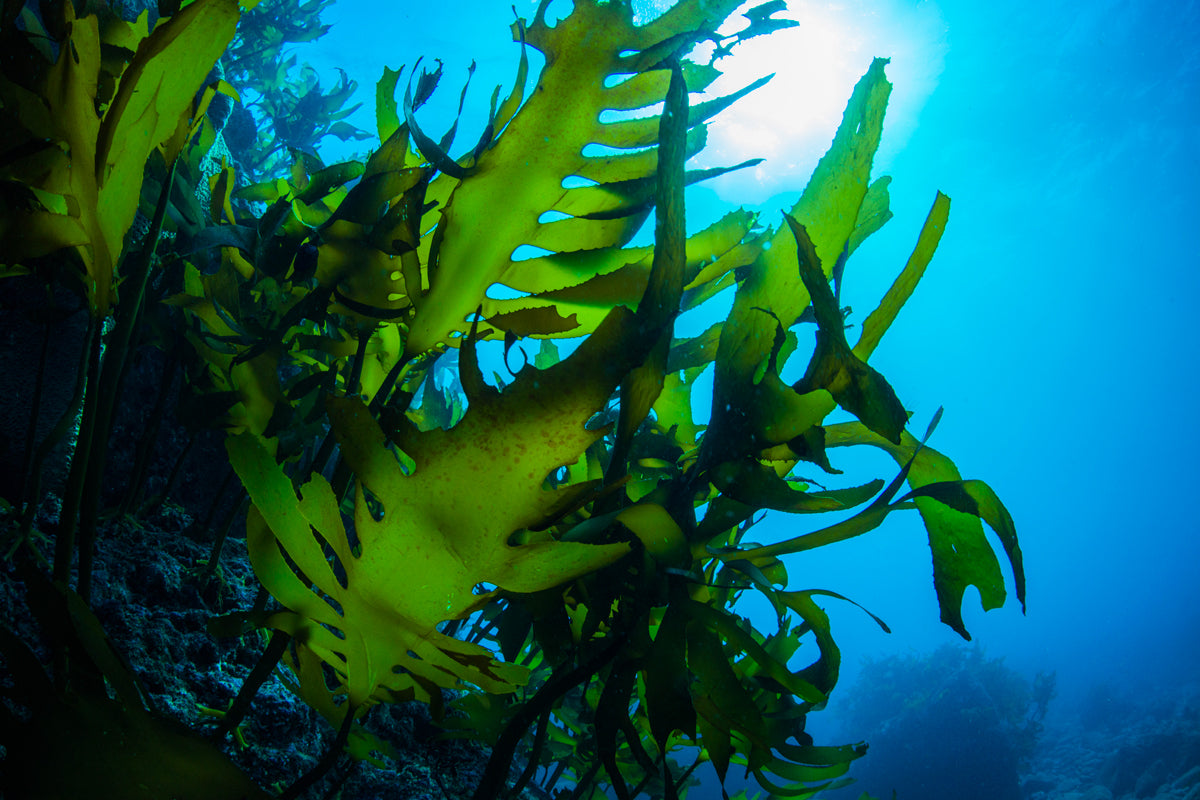 Seaweed and Its Anti-Aging Properties