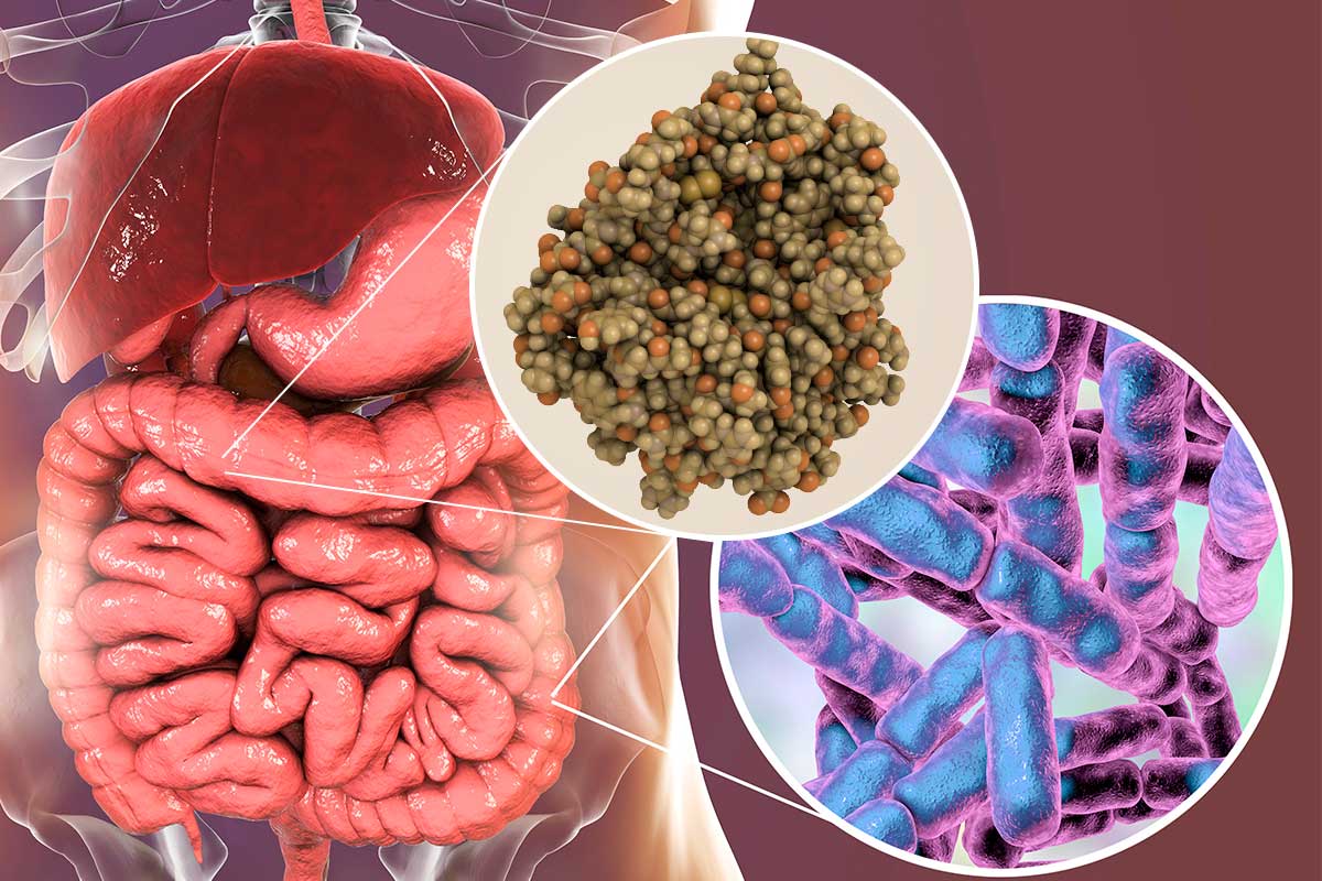 Probiotics Versus Digestive Enzymes: The Difference You Need To Know