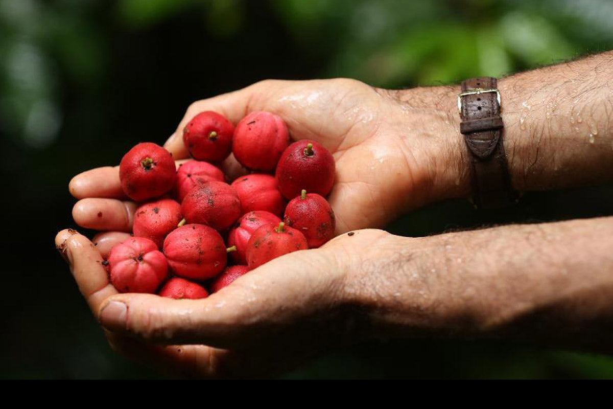 Blushwood Berries