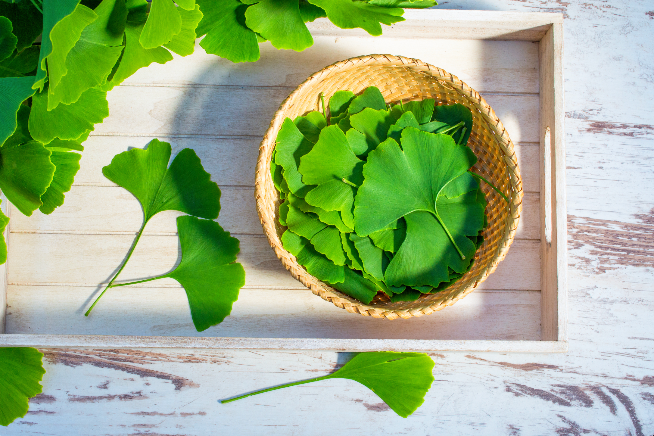 Cerebra: The Benefits of Ginkgo Biloba for Brain Health