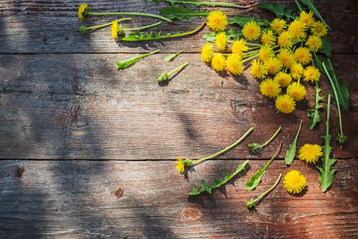 Fact of the Week: Dandelion