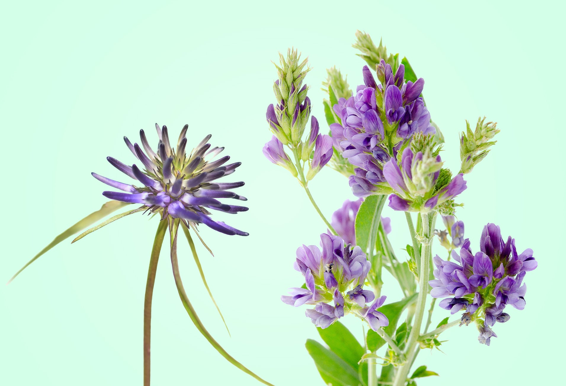 Nature’s Duo for Joint Health: The Power of Devil’s Claw and Alfalfa
