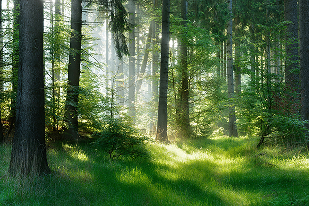 Buy a Bottle, Plant a Tree!