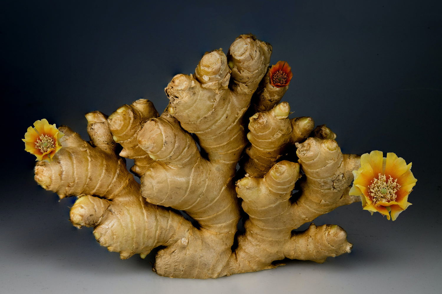 The Top 10 Superfoods for Healthy Aging and Longevity: Improve Your Digestion Naturally