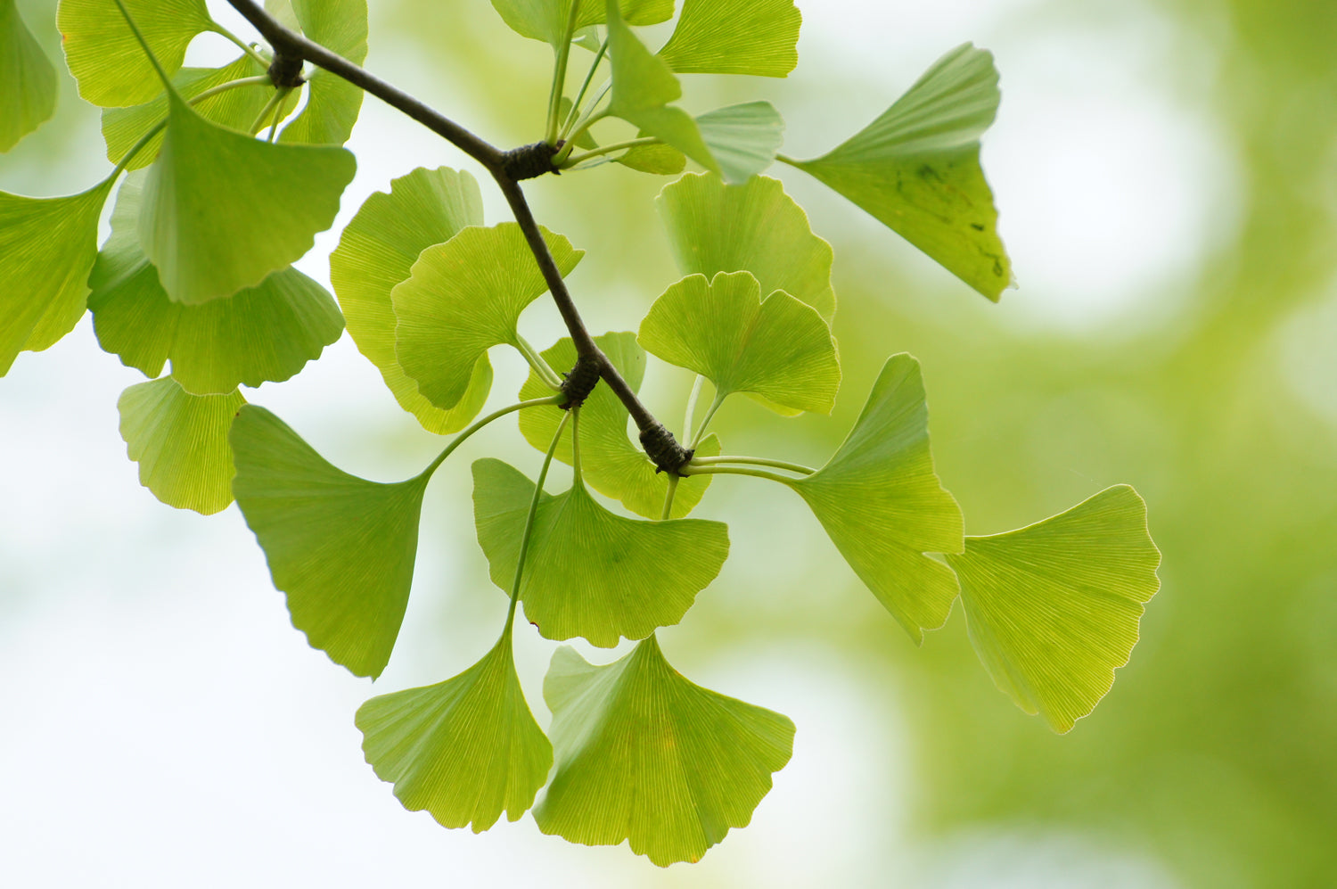 Enhancing Brain Health: The Power of Water Hyssop and Ginkgo Biloba