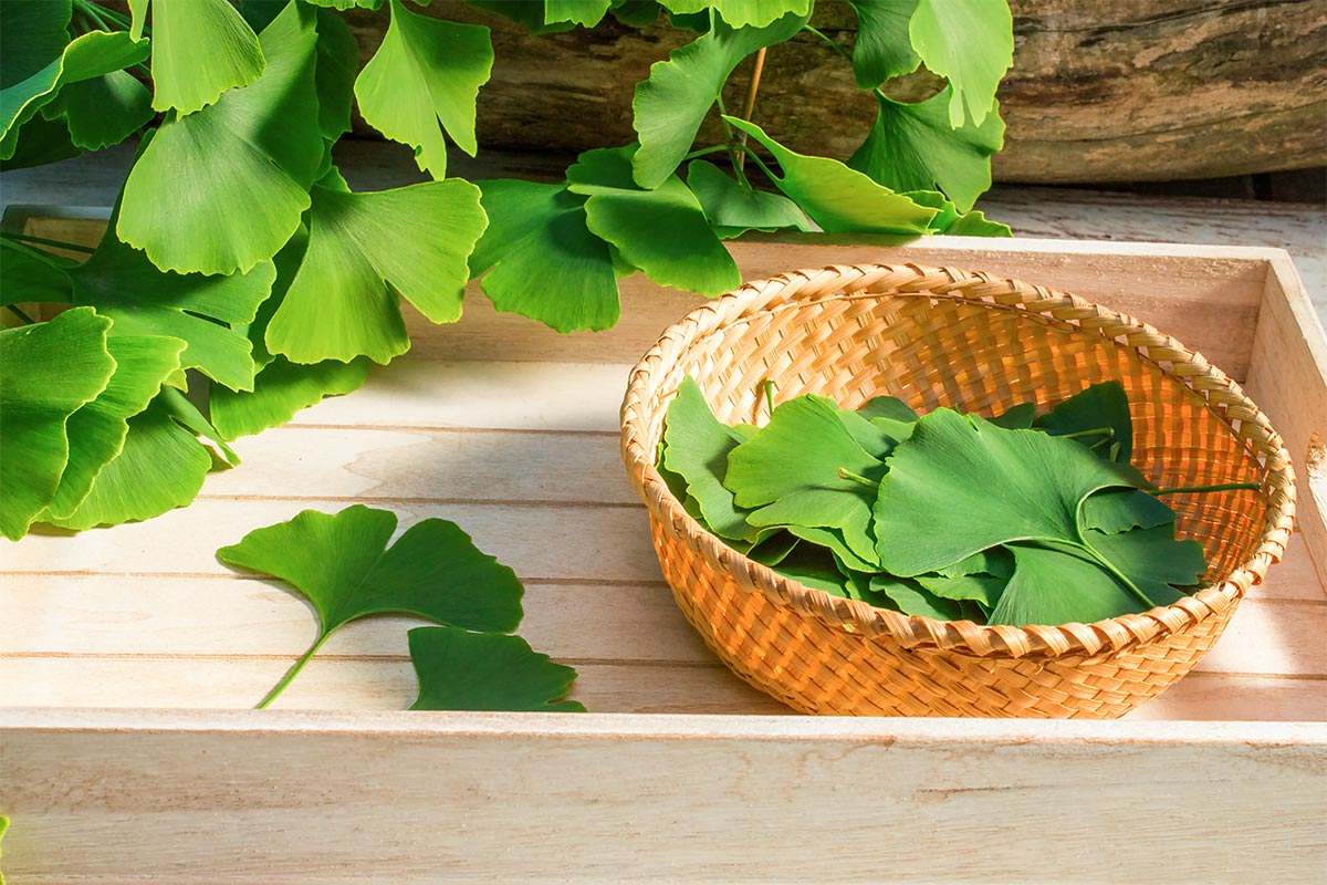 Ginkgo Biloba
