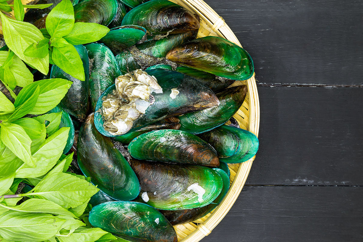 Green-Lipped Sea Mussel