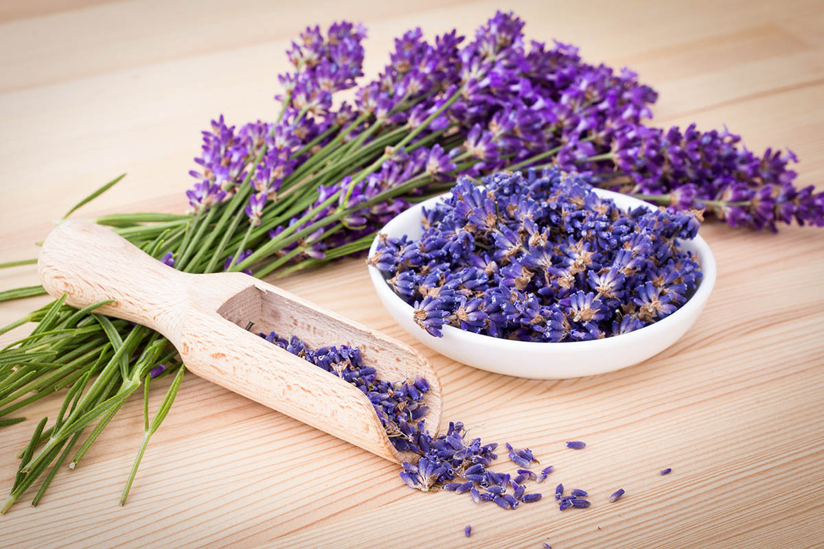 Lavender